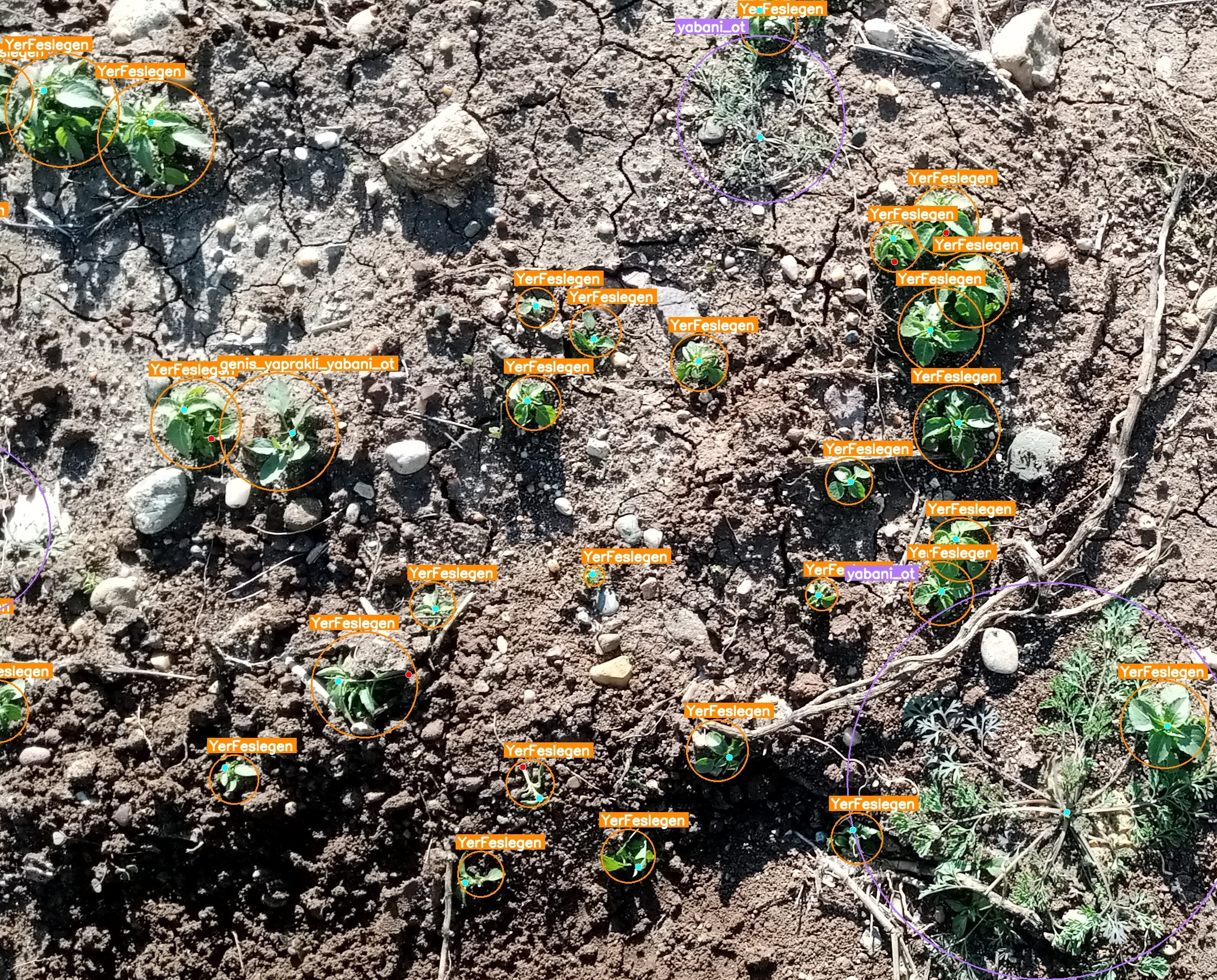 AI weed detection